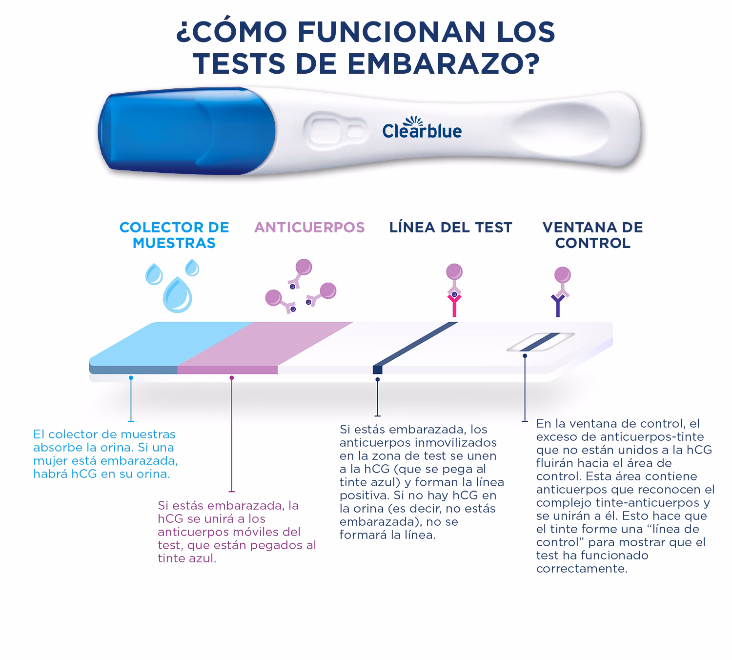 ¿Cuándo hacer un test de embarazo para que sea fiable la calculadora?