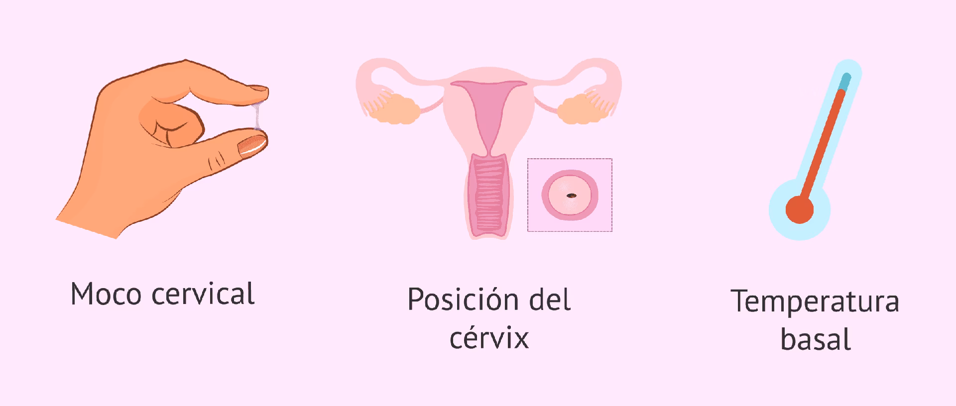 ¿Cuántos días después del moco cervical se ovula?