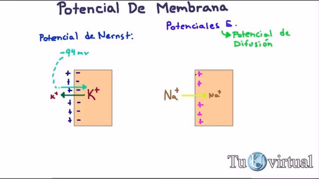 ¿Cómo calcular el potencial de membrana?