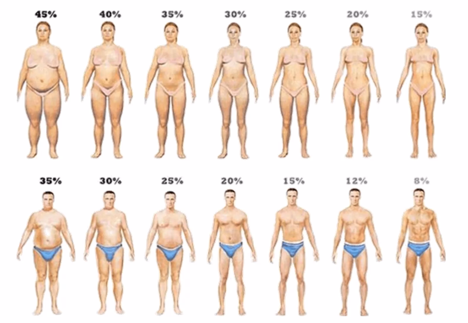 ¿Cómo se calculan los pliegues?