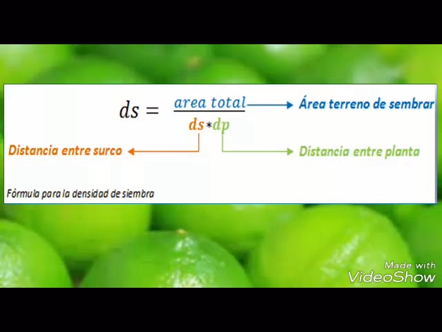 ¿Cómo calcular la cantidad de semilla a sembrar?