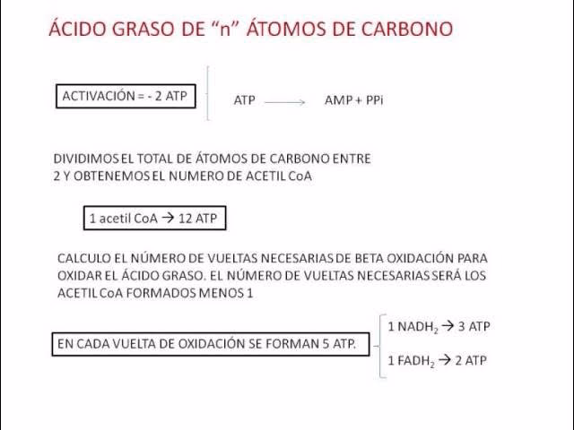 ¿Qué da por resultado la hidrólisis ácida de una grasa o aceite?