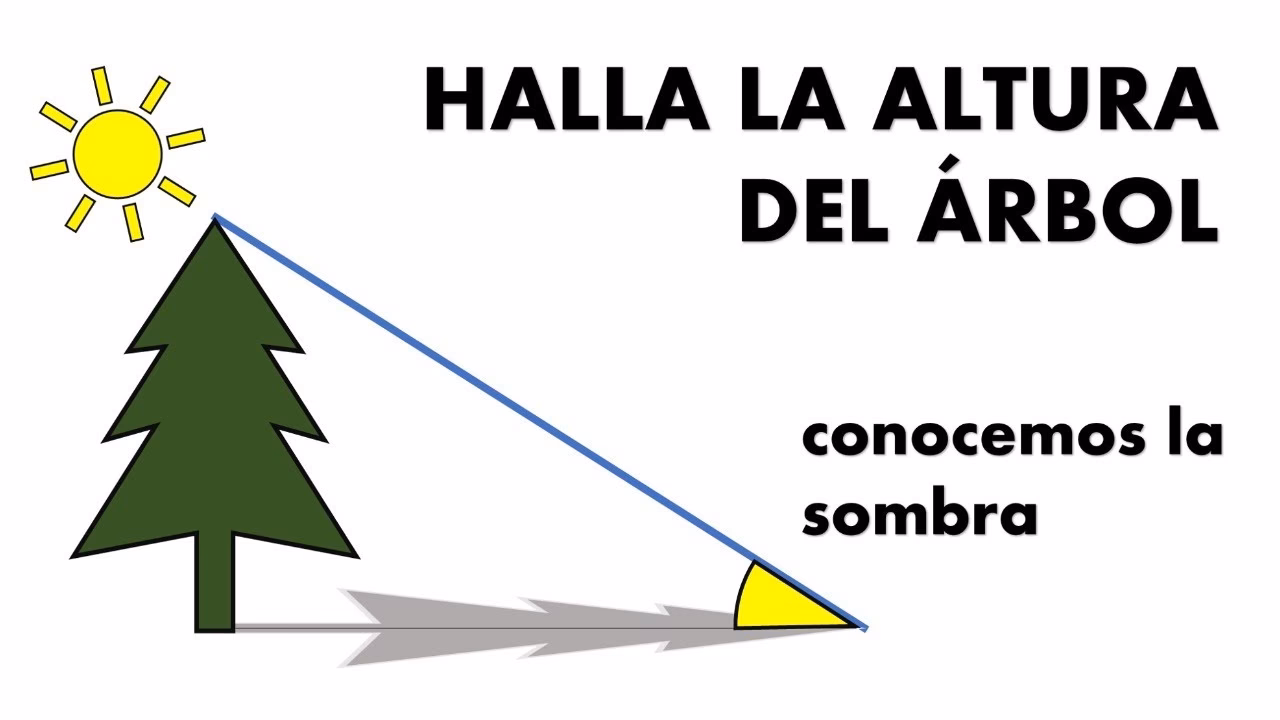 ¿Cuál es la fórmula para encontrar la altura de un árbol?