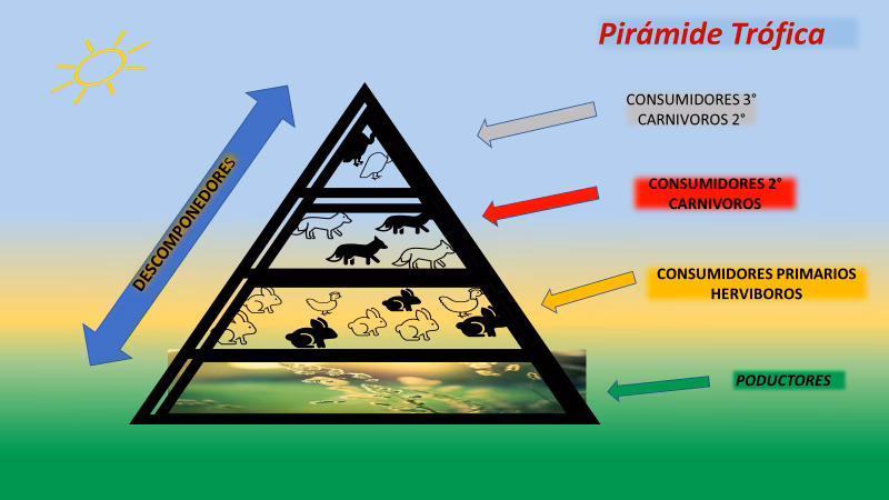 ¿Cómo se calcula el nivel trófico?