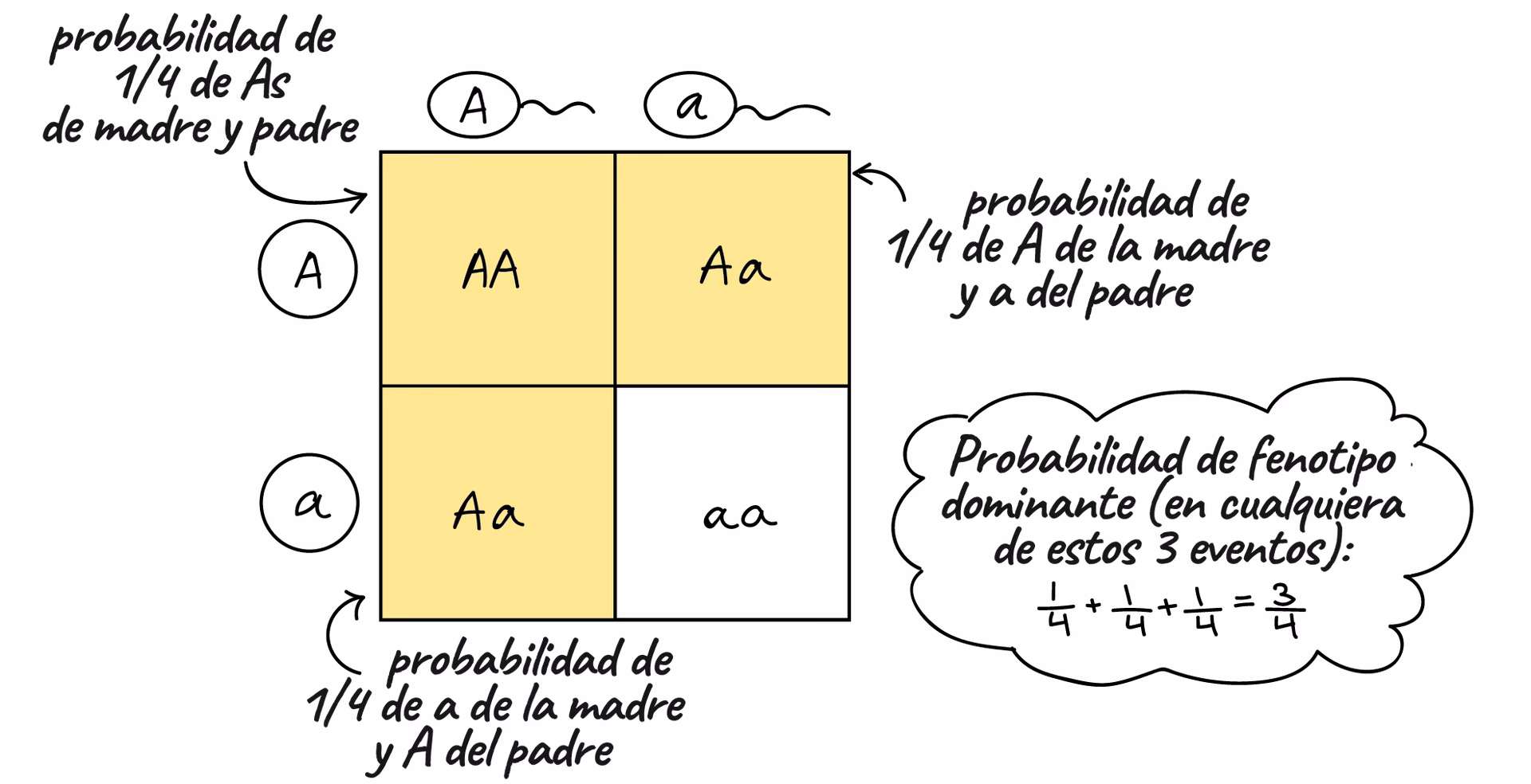 ¿Cómo se calcula el fenotipo?