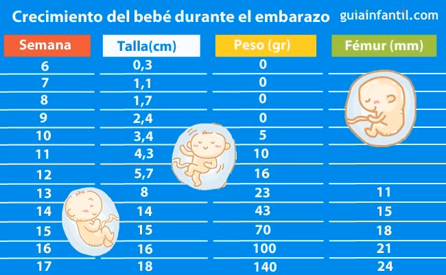 ¿Cómo calcular el tamaño fetal por el tamaño del fémur?