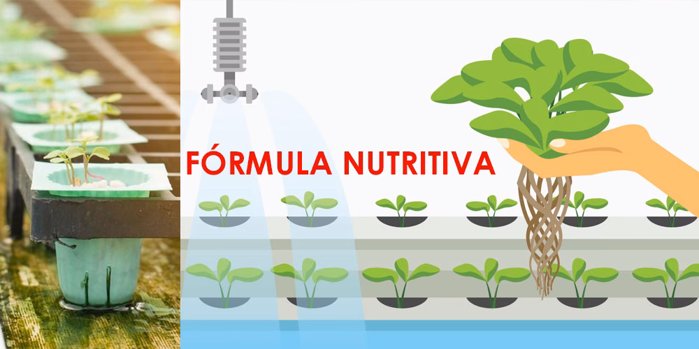 ¿Cuántas lechugas hidropónicas por metro cuadrado?