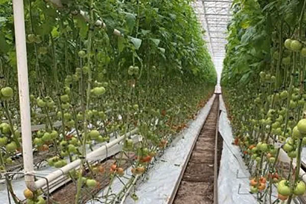 ¿Qué tamaño de sistema hidropónico necesito?