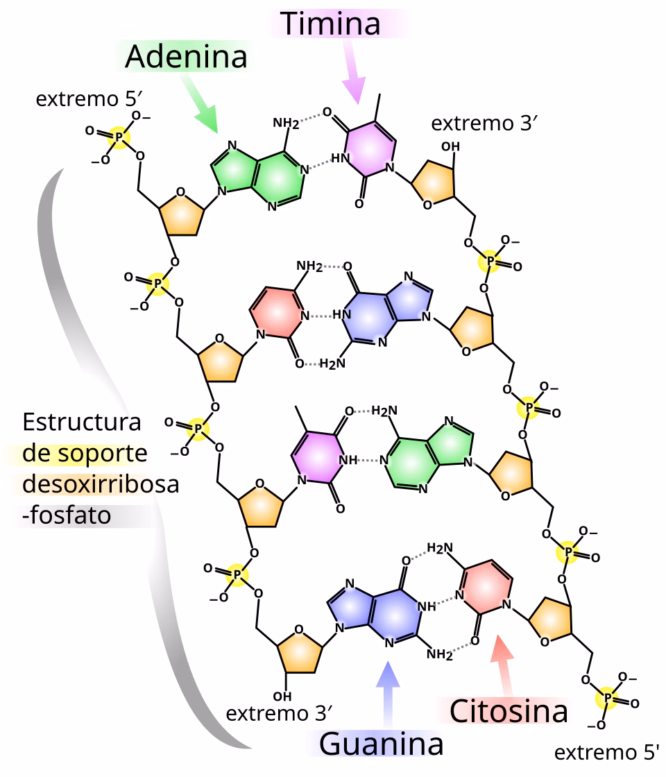 ¿Cuál es el porcentaje de GC en el ADN?