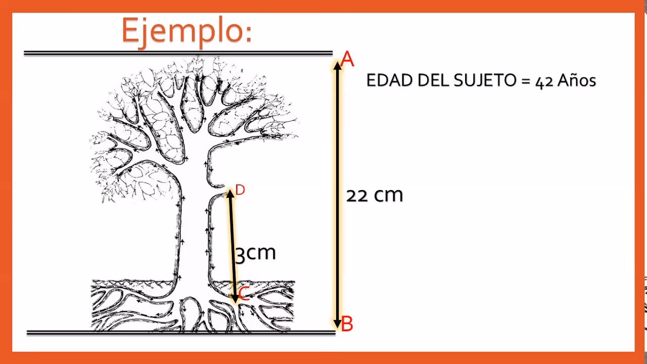 ¿Cómo se califica el test del árbol?