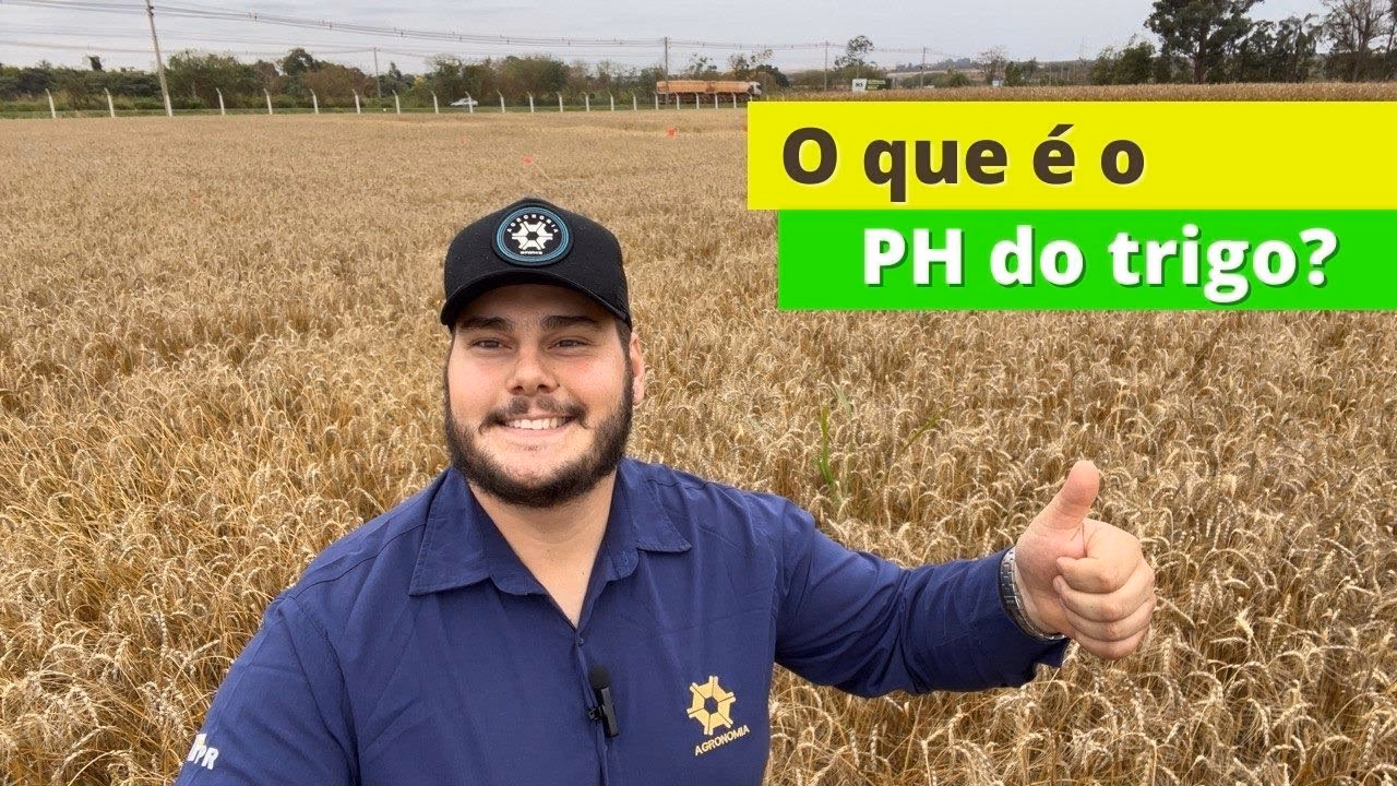 ¿Qué es artículo 12 en trigo?