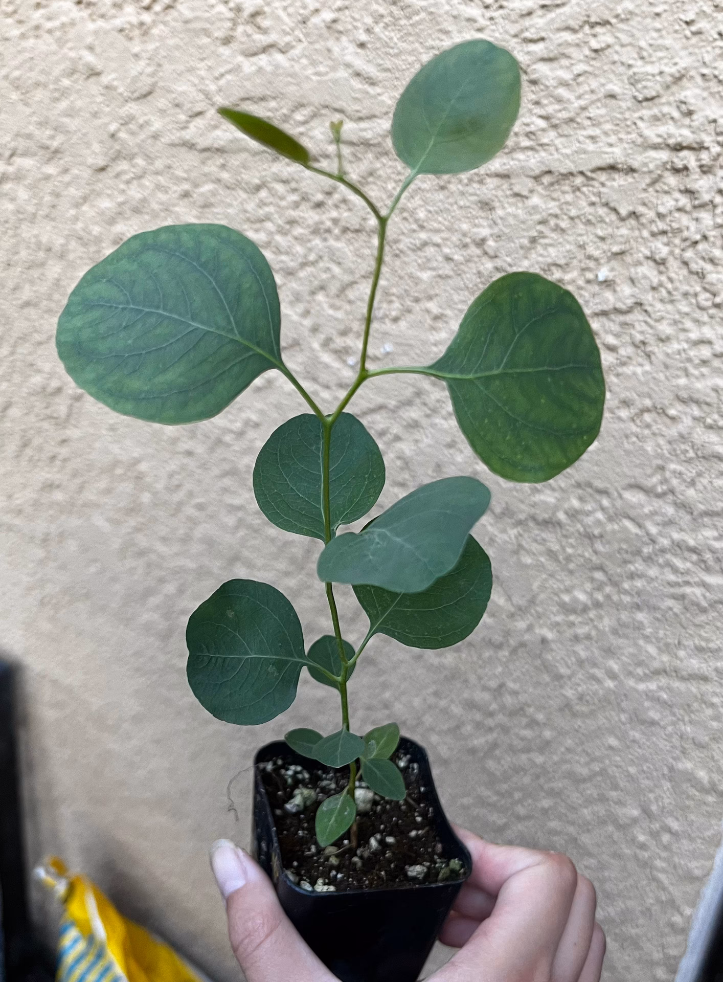 ¿Cuánto vale la tonelada de eucaliptus?