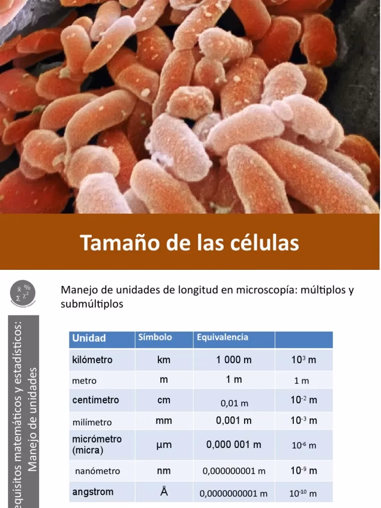 ¿Cuál es el tamaño de una célula que es el 50% de un campo de visión de 40x que es de 0,5 mm?
