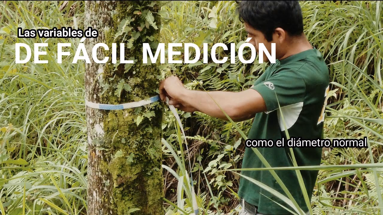 ¿Cómo se calcula el volumen de un tronco?