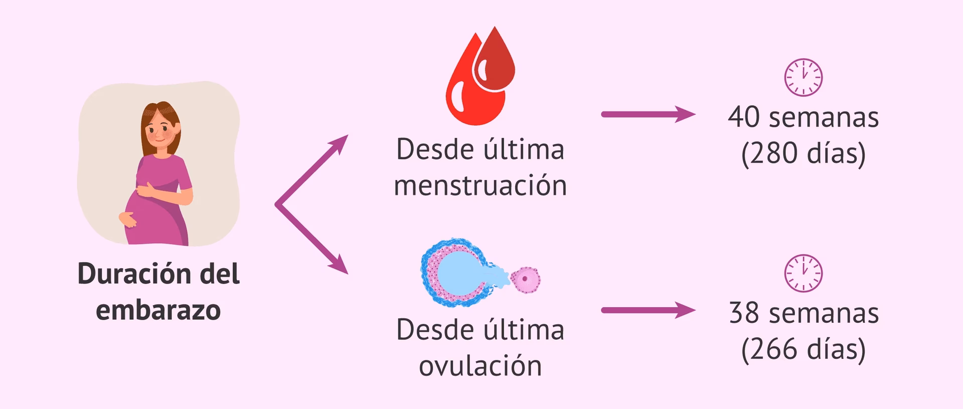¿Cómo puedo saber la fecha exacta de mi parto?