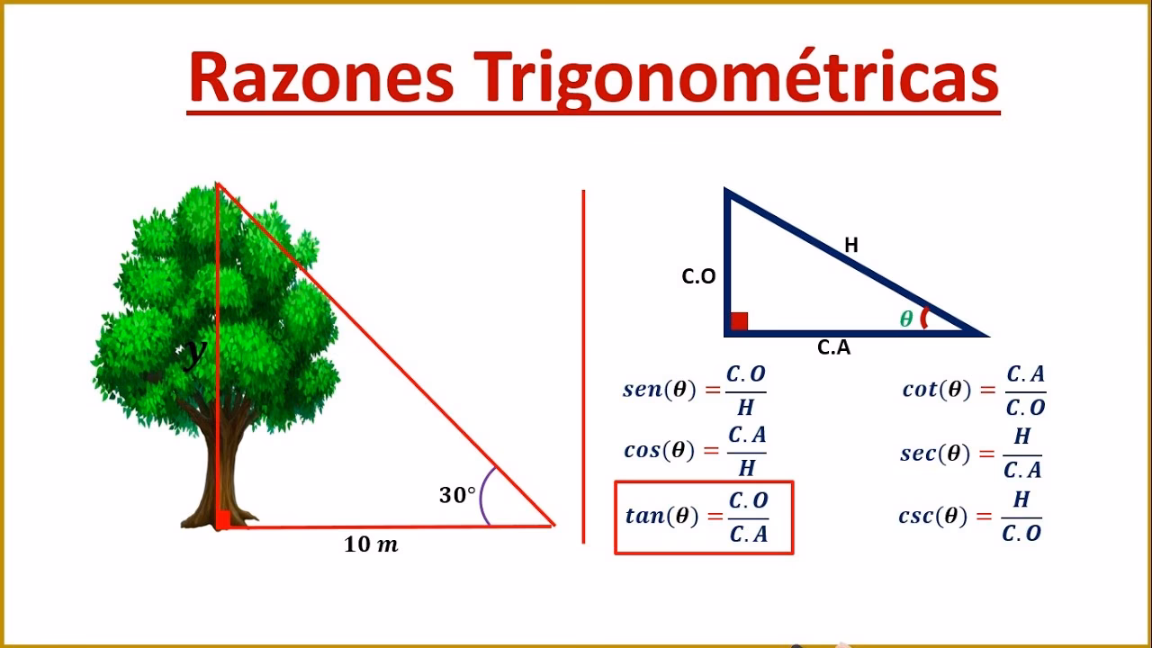 ¿Cómo medir la altura de un árbol sin herramientas?