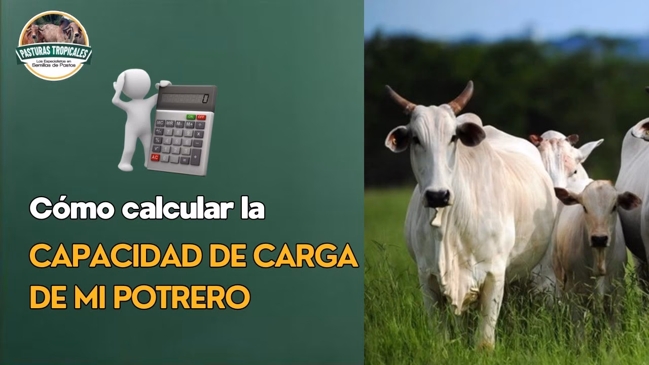 ¿Cómo se calcula la capacidad de carga animal?