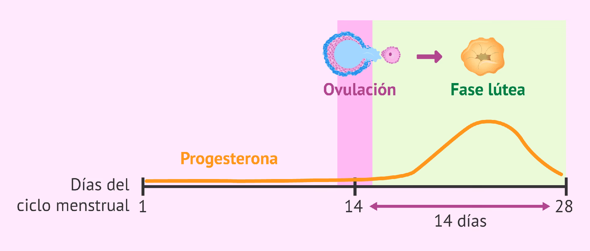 ¿Cuándo es la mitad de la fase lútea?