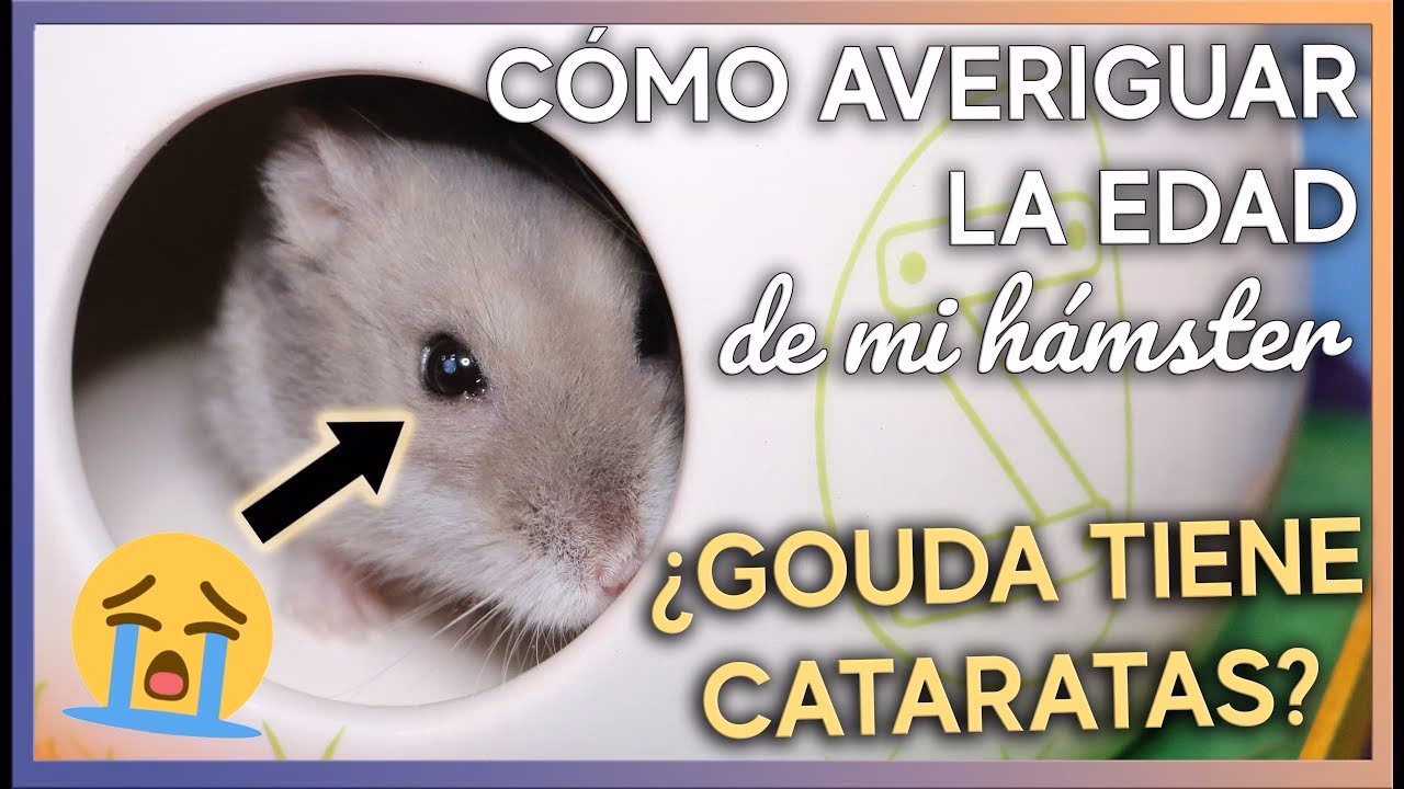 ¿A cuánto equivale un año hámster en humano?