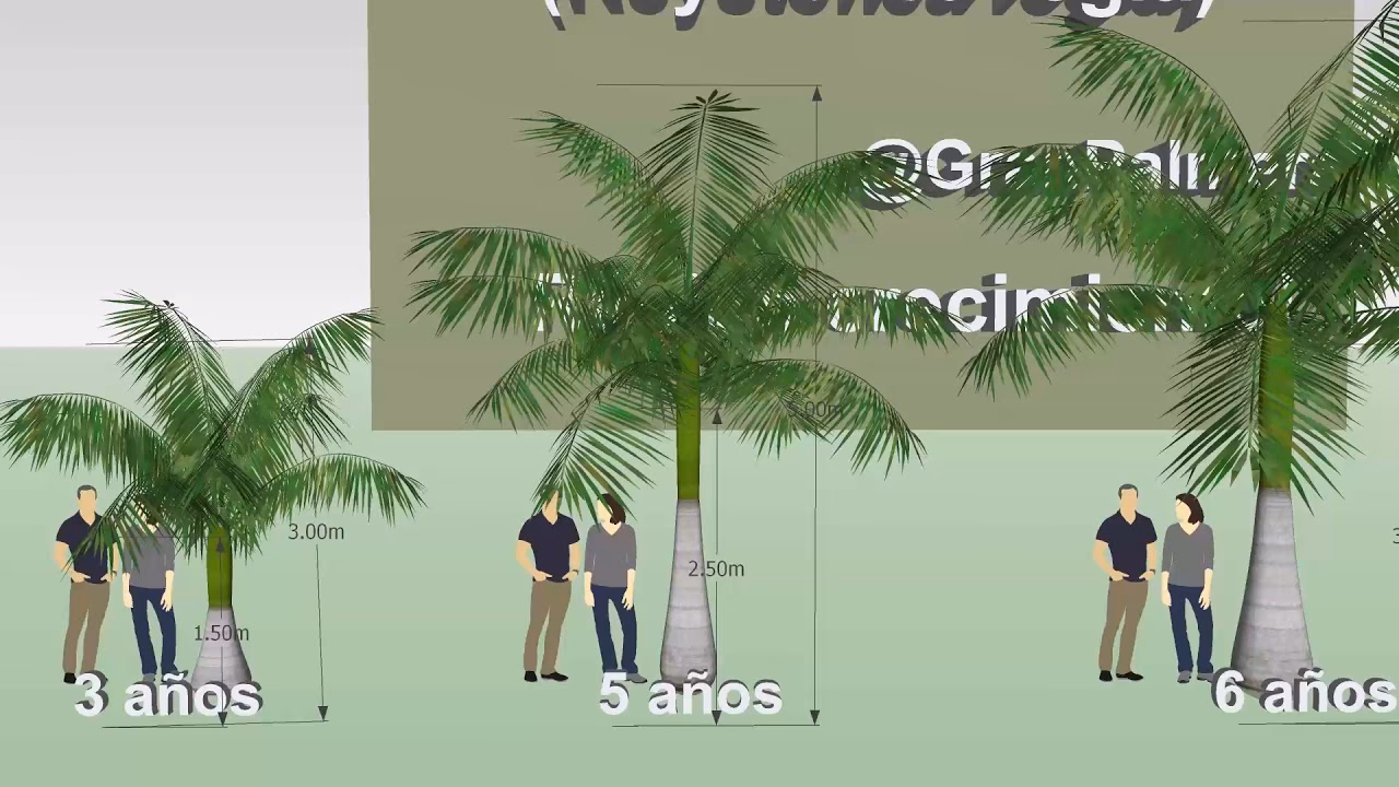 ¿Cuánto mide una palmera de 10 años?