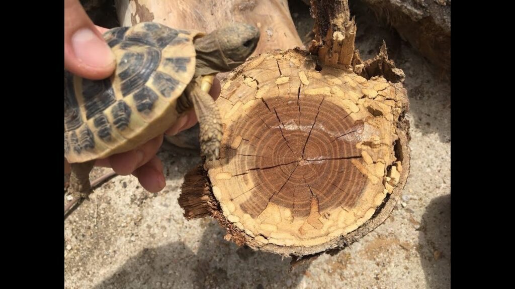 Desvelando la Edad de Tu Tortuga de Tierra | TODO CALCULADORAS