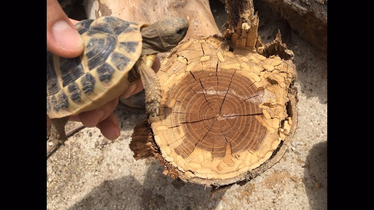 ¿Cuáles son los signos de vejez en las tortugas?