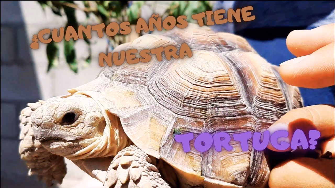 ¿Cuál es la tortuga de tierra más antigua que aún vive?