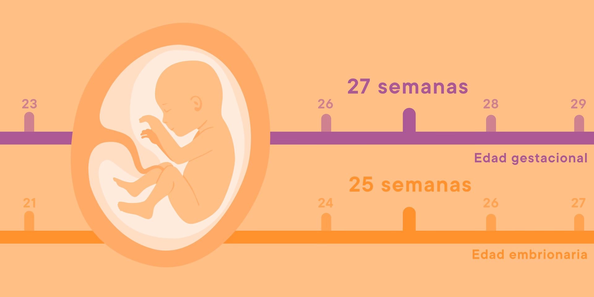 ¿Cómo se calcula la edad gestacional con altura uterina?