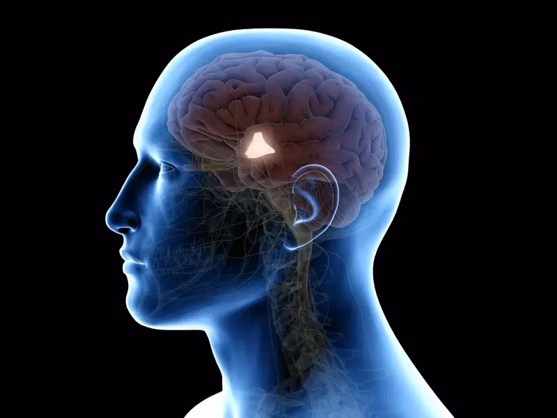 ¿Quién regula la temperatura en el cerebro?