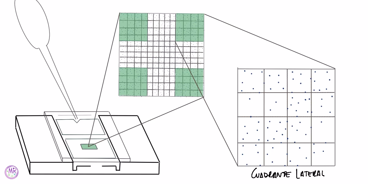 ¿Cómo se calcula el recuento de leucocitos?