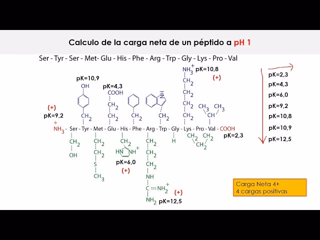 ¿Cuántos KDA tiene un aminoácido?