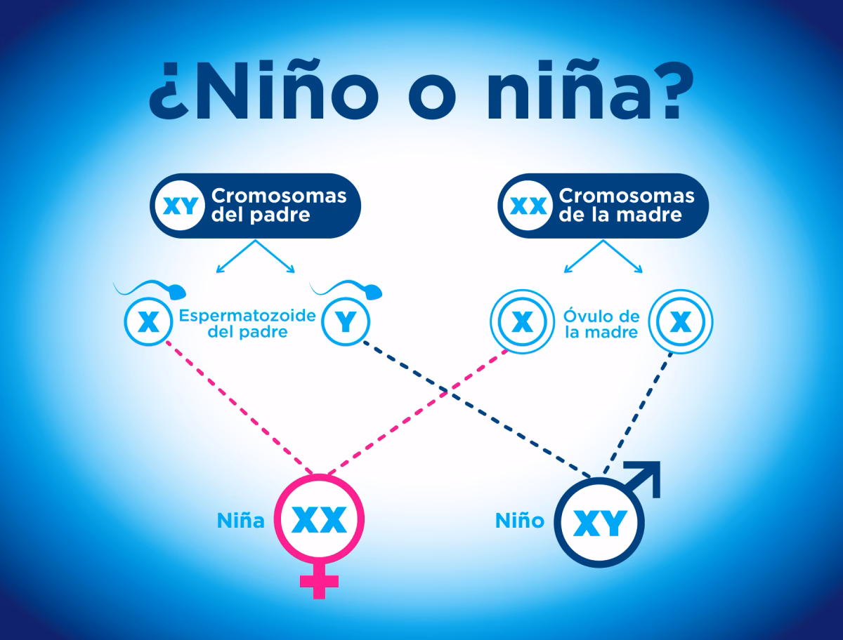 ¿Qué posición hacer para tener un hijo varón?