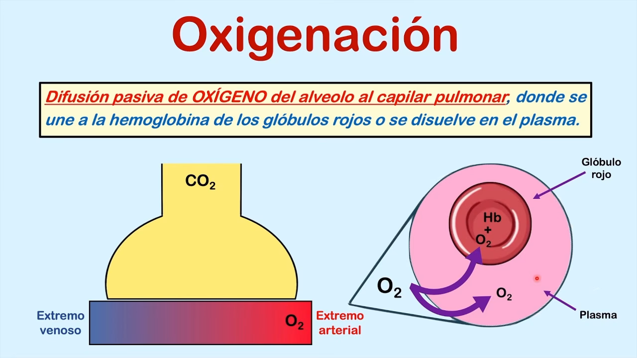 ¿Cómo se calcula el gradiente alveolar?